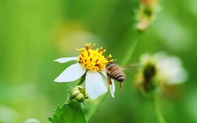 Video for Nature Background