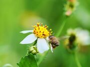Video for Nature Background