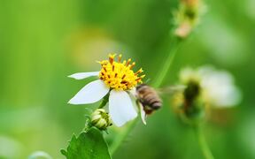 Video for Nature Background