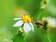 Video for Nature Background
