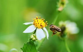 Video for Nature Background