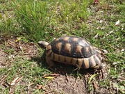 Turtle Walking