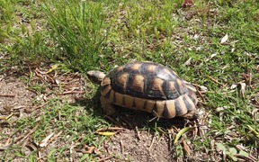 Turtle Walking