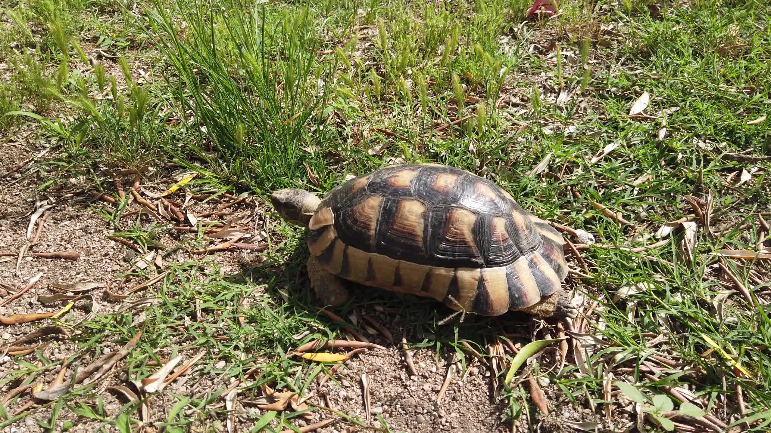 Turtle Walking