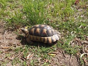 Turtle Walking