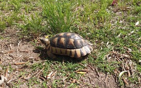 Turtle Walking