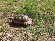 Turtle Walking