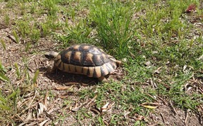 Turtle Walking