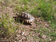 Turtle Walking