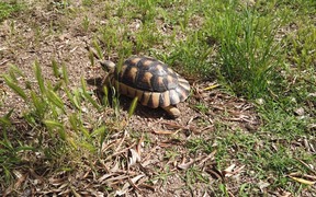 Turtle Walking