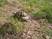 Turtle Walking
