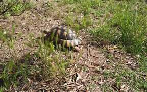 Turtle Walking