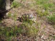 Turtle Walking