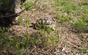 Turtle Walking