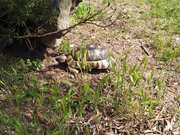 Turtle Walking