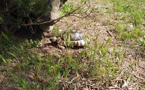 Turtle Walking
