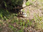 Turtle Walking