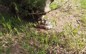 Turtle Walking
