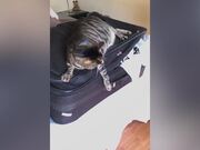 Crazy Vacation Summer Fails