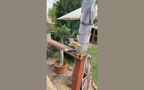 Funny Animal Fails