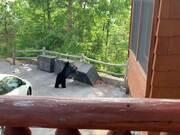 Funny Animal Fails