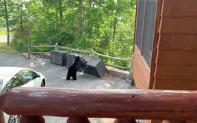 Funny Animal Fails