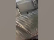 Wild Animal Fails