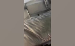 Wild Animal Fails
