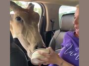 Wild Animal Fails