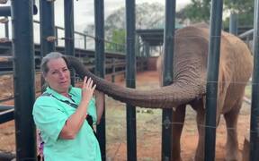 Funny Animal Fails