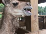Funny Animal Fails