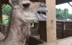 Funny Animal Fails