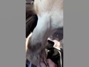 Wild Animal Fails