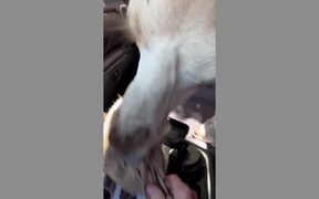 Wild Animal Fails