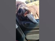 Wild Animal Fails