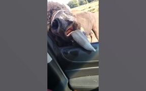 Wild Animal Fails