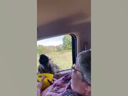 Funny Animal Fails