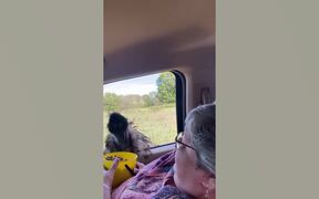 Funny Animal Fails