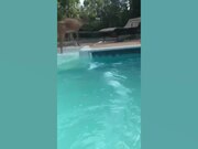 Epic Funny Animal Fails