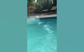 Epic Funny Animal Fails