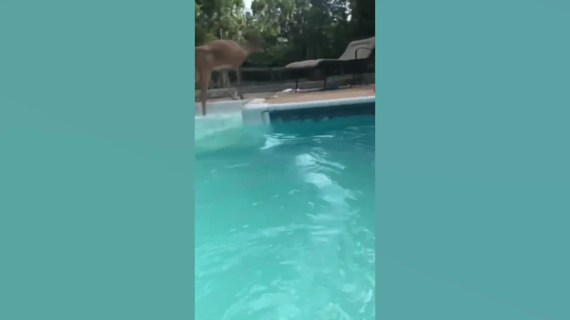 Epic Funny Animal Fails