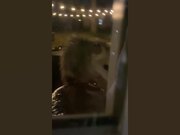 Epic Funny Animal Fails
