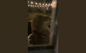 Epic Funny Animal Fails