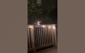 Epic Funny Animal Fails