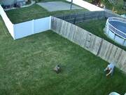 Epic Funny Animal Fails
