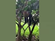 Epic Funny Animal Fails