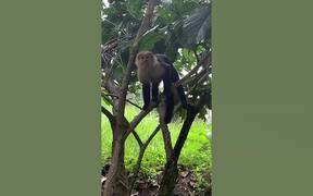 Epic Funny Animal Fails