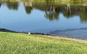 Funny Animal Fails