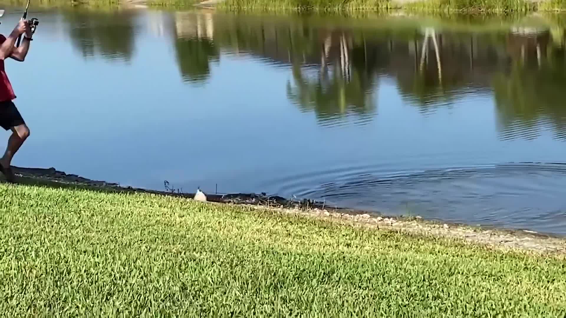 Funny Animal Fails
