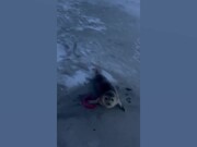 Funny Animal Fails